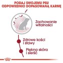 Royal Canin Medium Ageing 10+ karma sucha dla psów starszych, ras średnich 15kg