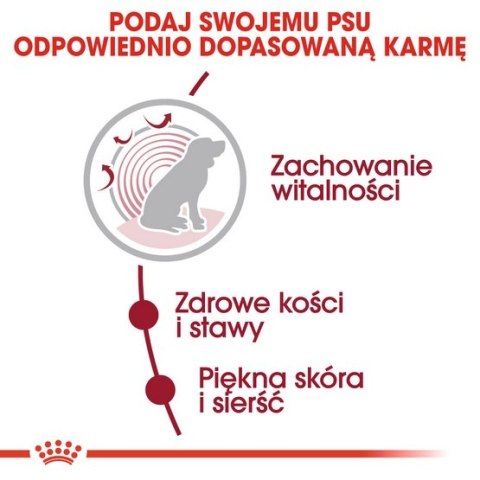Royal Canin Medium Ageing 10+ karma sucha dla psów starszych, ras średnich 15kg