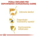 Royal Canin Yorkshire Terrier Adult karma sucha dla psów dorosłych rasy yorkshire terrier 3kg