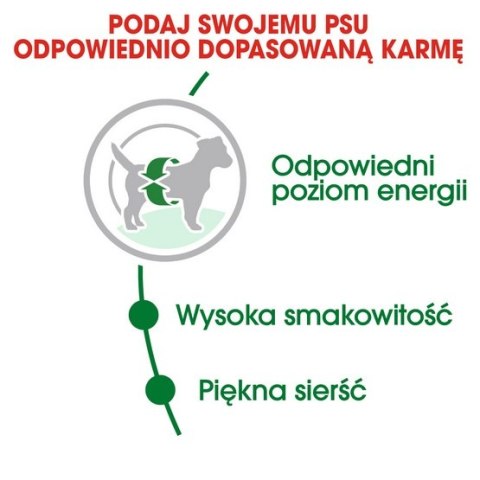 Royal Canin Mini Adult karma sucha dla psów dorosłych, ras małych 0,8kg Royal Canin Mini Adult karma sucha dla psów dorosłych, ras małych 0,8kg