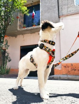 Dingo Obroża regulowana City - Chiapas 3,0cm/60cm