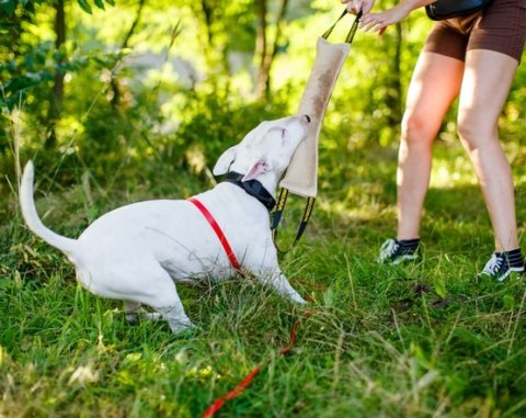 Dingo Zabawka dla psa - Szarpak z juty z dwoma uchwytami 40/6cm