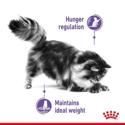 Royal Canin Appetite Control Care karma mokra w galaretce dla kotów dorosłych, domagających się jedzenia saszetka 85g Royal Canin Appetite Control Care karma mokra w galaretce dla kotów dorosłych, domagających się jedzenia saszetka 85g