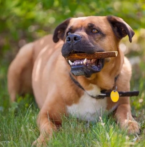 4DOGS Gryzak z poroża XXL easy 4DOGS Gryzak z poroża XXL easy