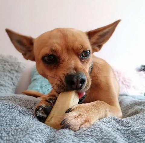 4DOGS Gryzak z sera himalajskiego Churpi Original S 4DOGS Gryzak z sera himalajskiego Churpi Original S
