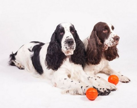 Collar Liker9 Piłka o średnicy 9cm