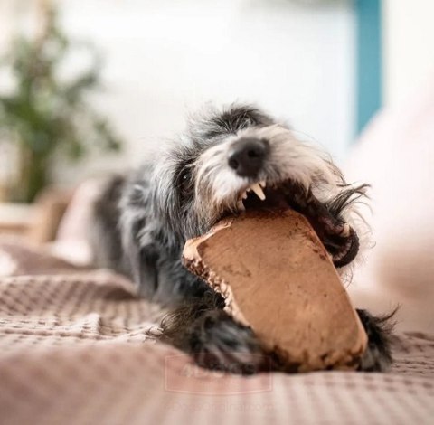 4DOGS Gryzak z korzenia drzewa wrzosowego L