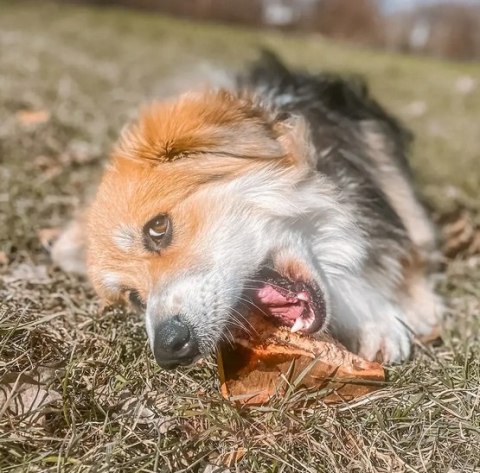 4DOGS Gryzak z korzenia drzewa wrzosowego L