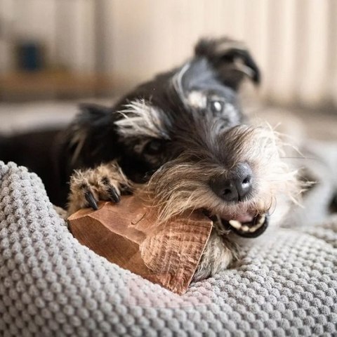 4DOGS Gryzak z korzenia drzewa wrzosowego S