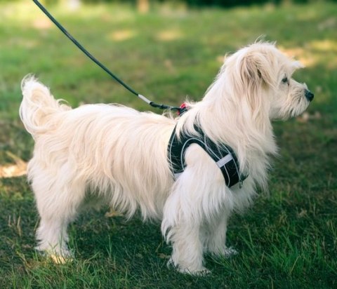 Zolux Szelki oddychające z siatki L czarne