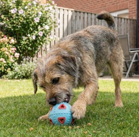 Zolux Zabawka na przysmaki do aportowania jajko 8cm