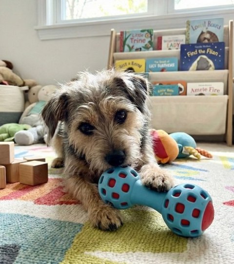 Zolux Zabawka na przysmaki gryzak hantel 13cm