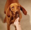 Carnilove Dog Jerky Lamb & Salmon - jagnięcina i łosoś 100g